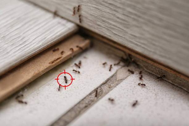 Best Spider Control Near Me  in Dover, TN