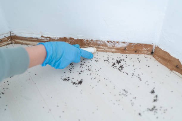Best Residential Pest Control  in Dover, TN