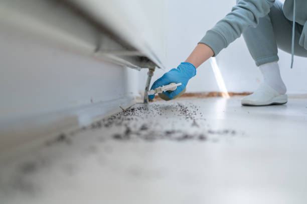 Best Wasp Removal Services  in Dover, TN